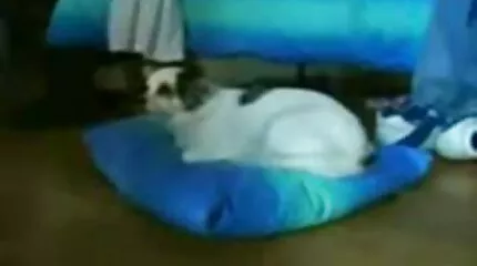 Az igazi férfi két nőt dug, puncinyalas videok érett és fiatal.